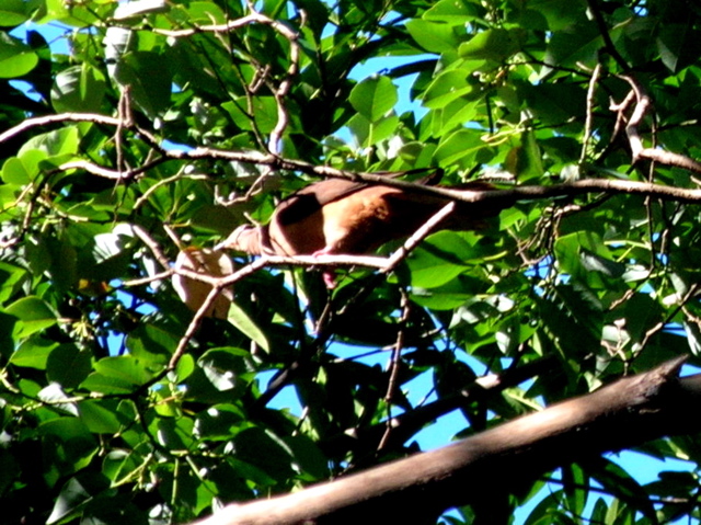 Brown Cuckoo-dove