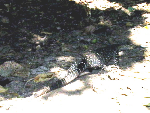 Goanna
