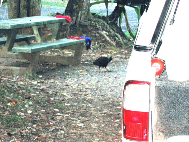 Orange-footed Scrubfowl
