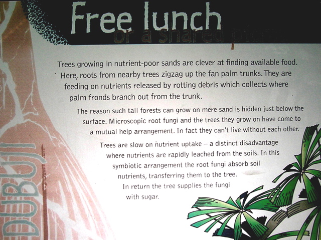 Tree-fungi symbiosis