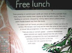 Tree-fungi symbiosis