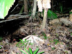 Nutrient-seeking roots