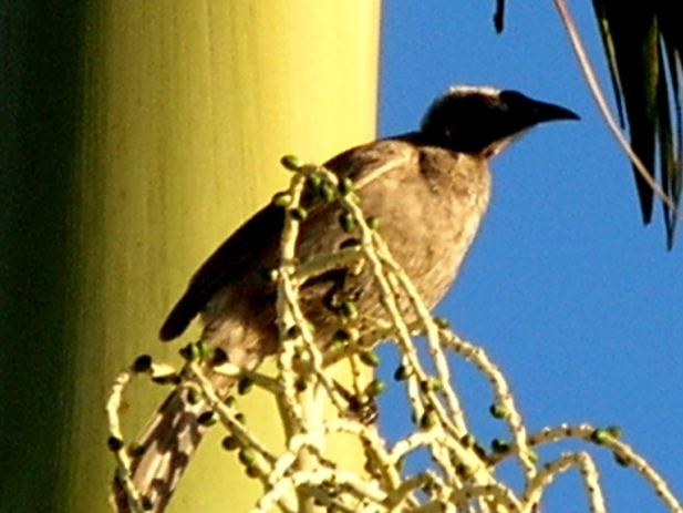 Helmeted Friarbird