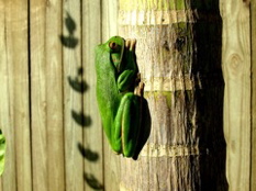 Tree Frog