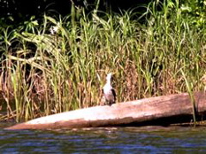 Little Pied Cormorant