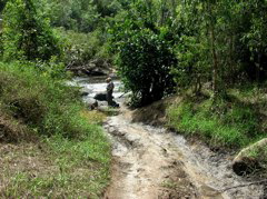 Plunge to the Pascoe