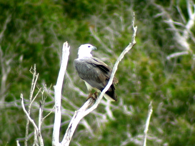 White-bellied Sea Eagle