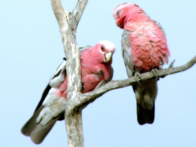 Galahs