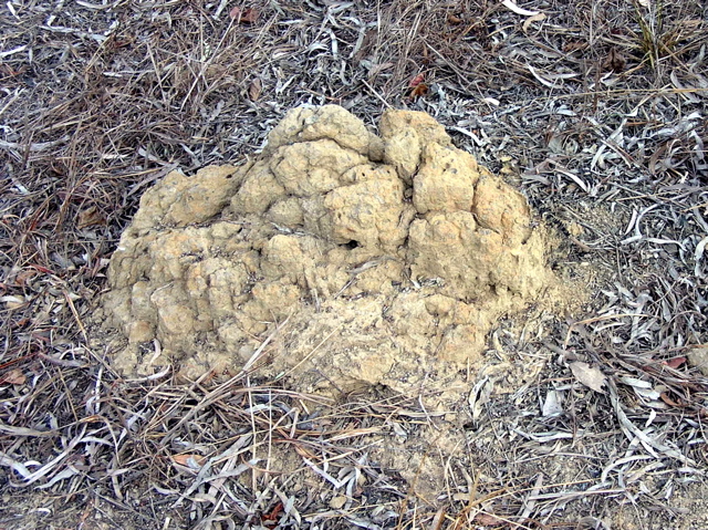 Ant hill