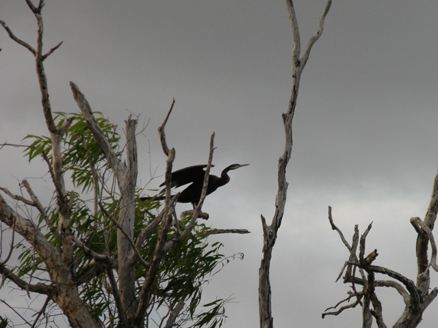 Australian Darter