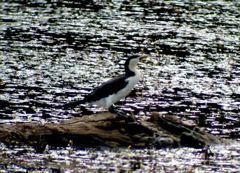 Little Pied Cormorant