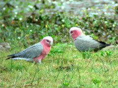 Galahs