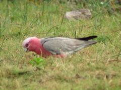 Galah