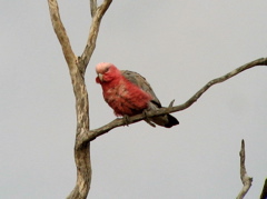 Galah