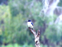 Forest Kingfisher