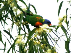 Rainbow Lorikeet