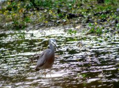 White-faced Heron