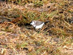 Double-barred Finch