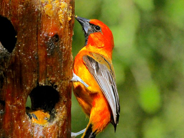 Altamira Oriole