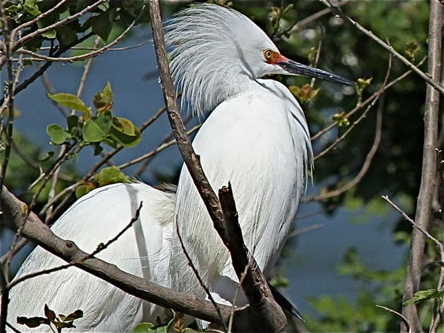 Snowy Egret
