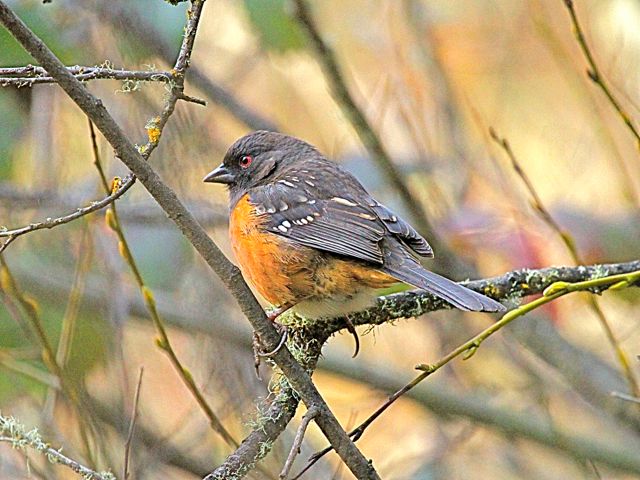 Spotted Towhee (m)