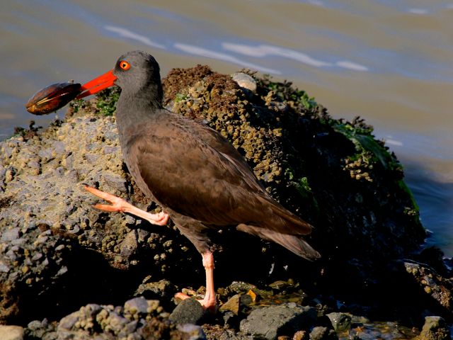 Black Oystercatcher