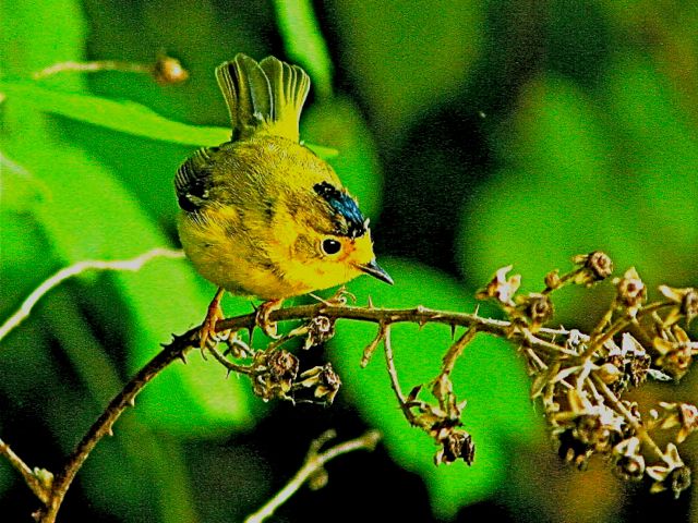Wilson's Warbler (m)