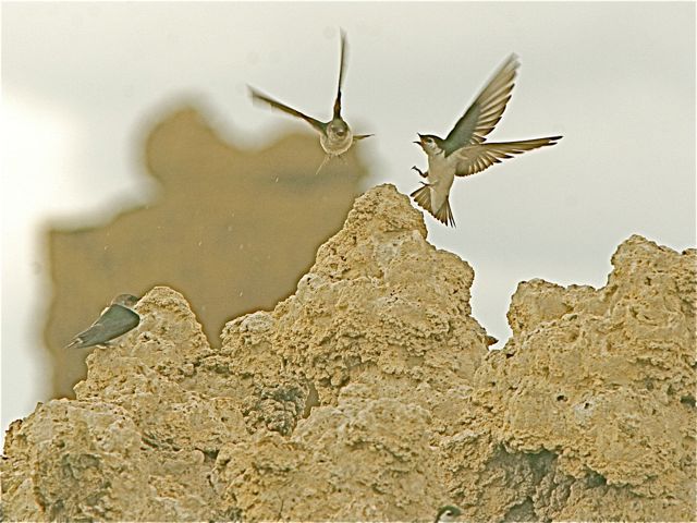 Violet-green Swallows
