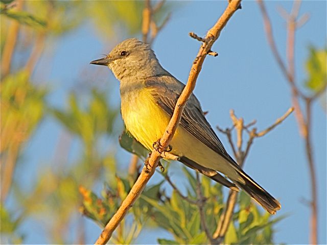Western Kingbird