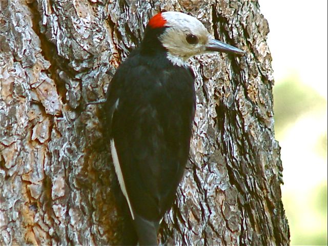 White-headed Woodpecker (m)