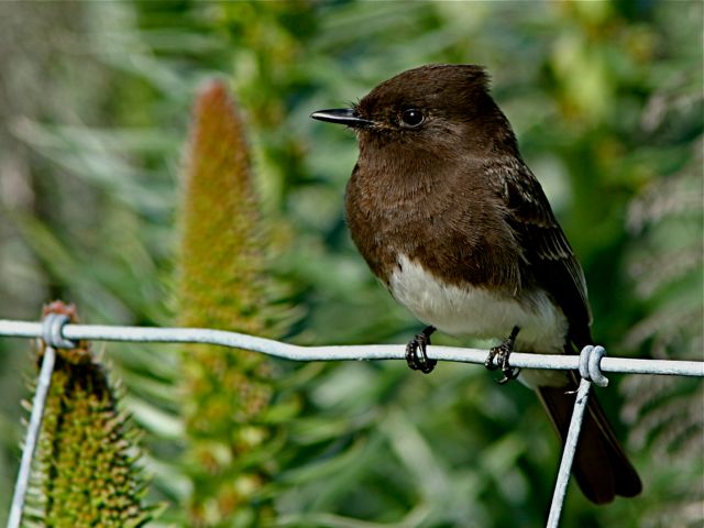 Black Phoebe