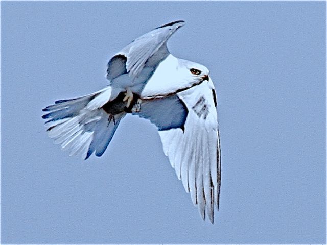 White-tailed Kite with prey