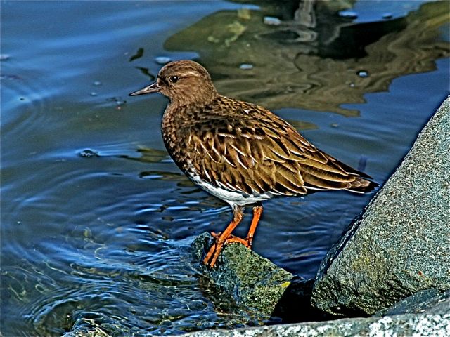 Black Turnstone (non-br)
