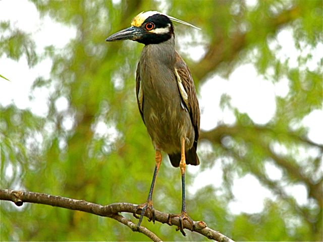 Yellow-crowned Night-Heron