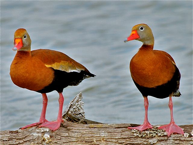 Black-bellied Whistling-Ducks