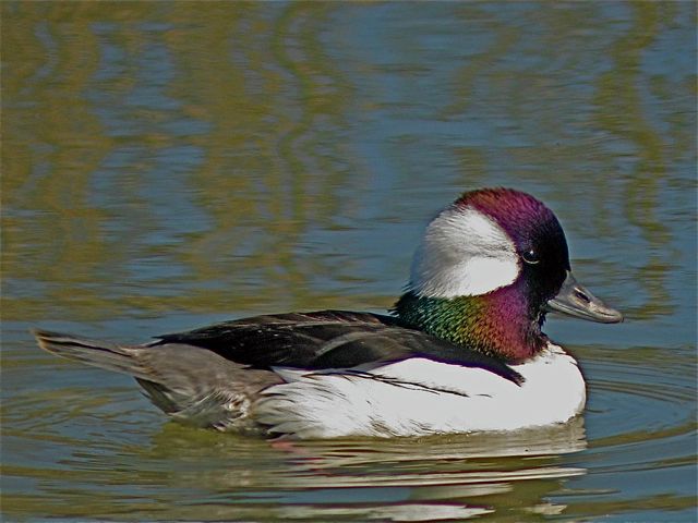 Bufflehead (m)