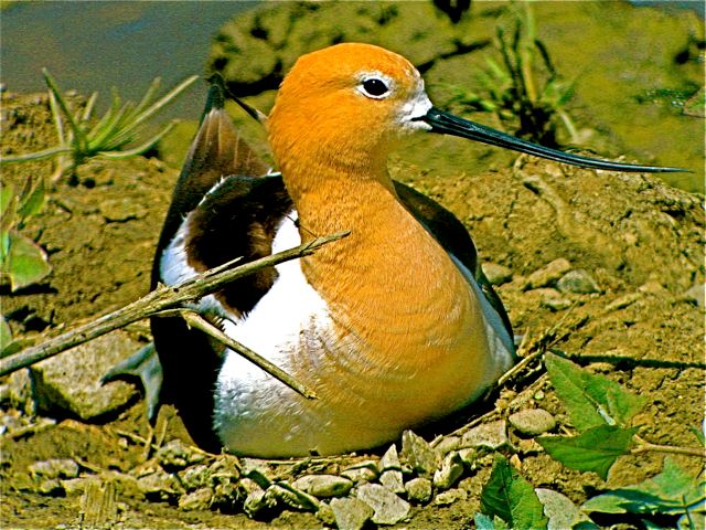 American Avocet on nest