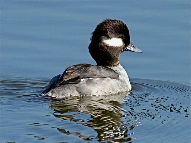 Bufflehead (f)