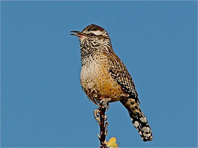 Cactus Wren
