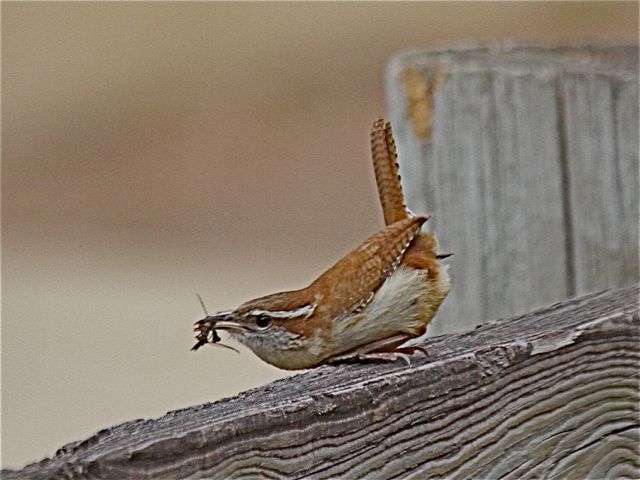 Carolina Wren