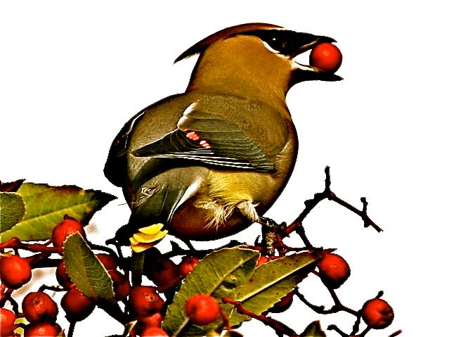 Cedar Waxwing