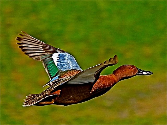 Cinnamon Teal (m)