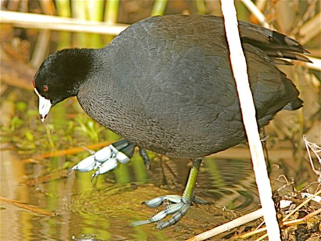 American Coot