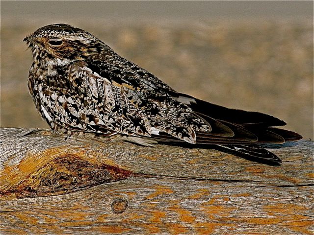 Common Nighthawk