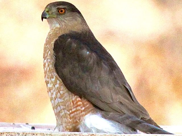 Cooper's Hawk
