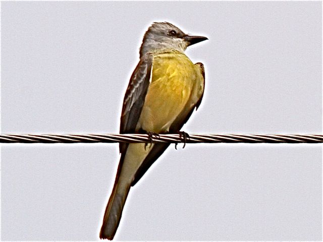 Couch's Kingbird