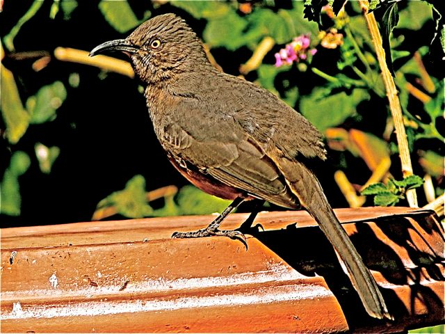 Curve-billed Thrasher