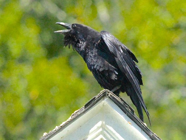 American Crow