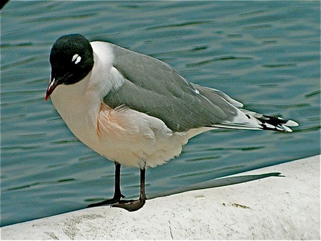 Franklin's Gull