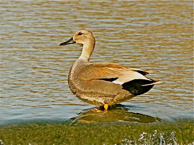 Gadwall (m)